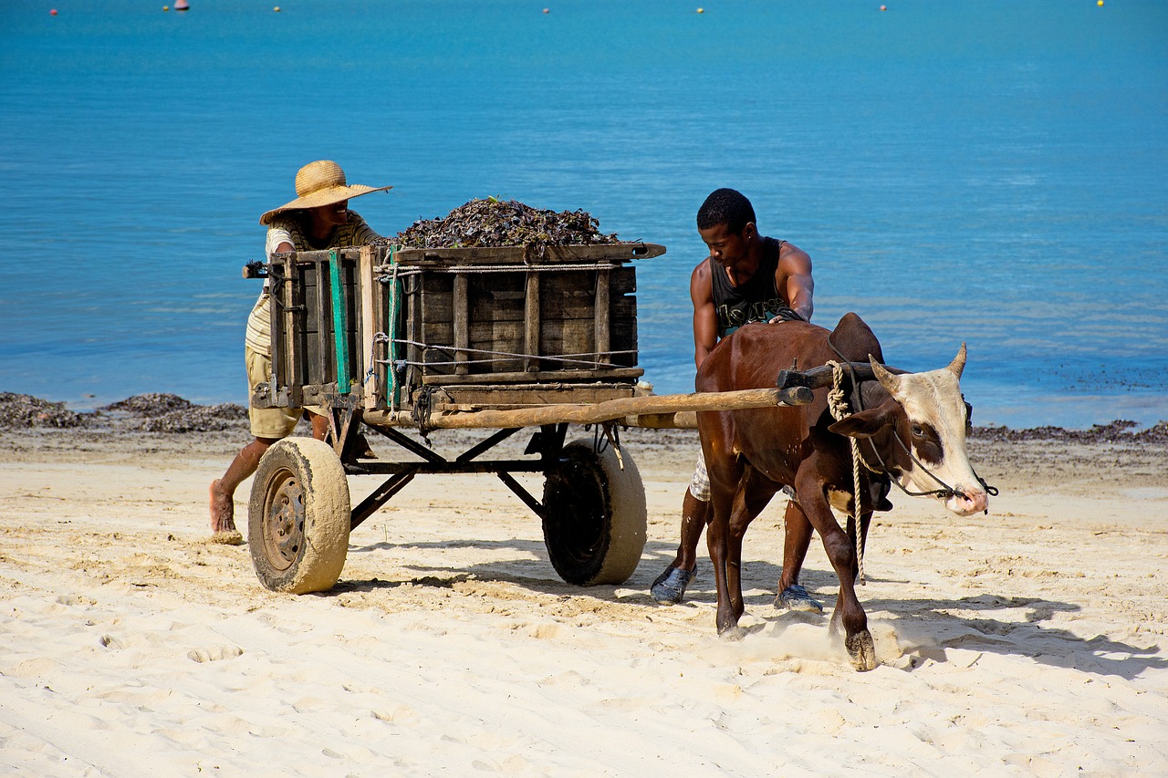 Nosy Be Paradise: A Tropical Escape to Madagascar’s Best Island